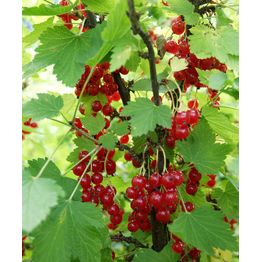 Punaherukka Ribes Viheraarni Punainen Hollantilainen