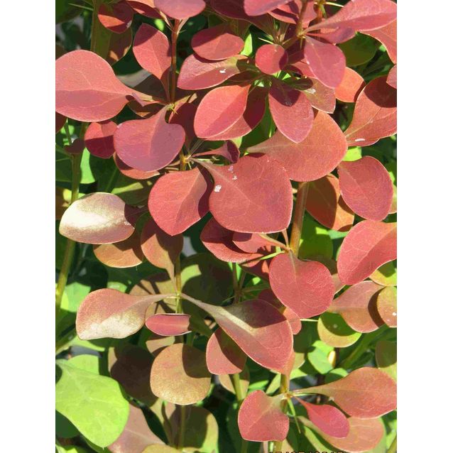 Purppurahappomarja Berberis thunbergii Maisematukku Atropurpurea