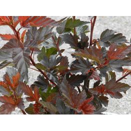 Purppuraheisiangervo Physocarpus opulifolius Viheraarni Diabolo