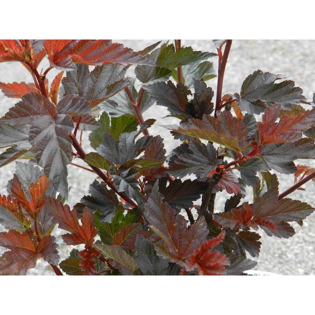 Purppuraheisiangervo Physocarpus opulifolius Maisematukku Diabolo