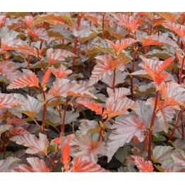 Purppuraheisiangervo Physocarpus opulifolius Viheraarni Lady in Red