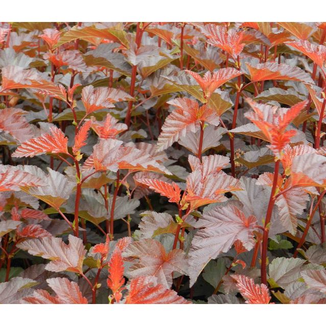 Purppuraheisiangervo Physocarpus opulifolius Maisematukku Lady in Red