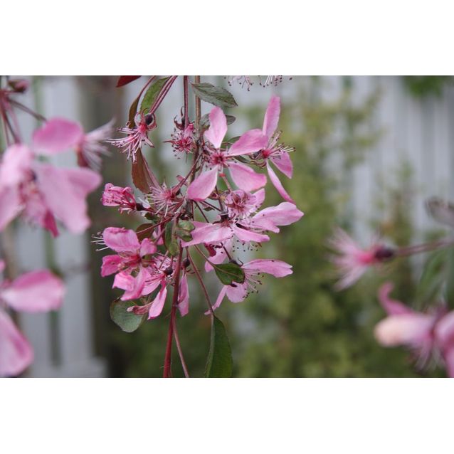 Purppuraomenapuu Malus Maisematukku Royal Beauty 150