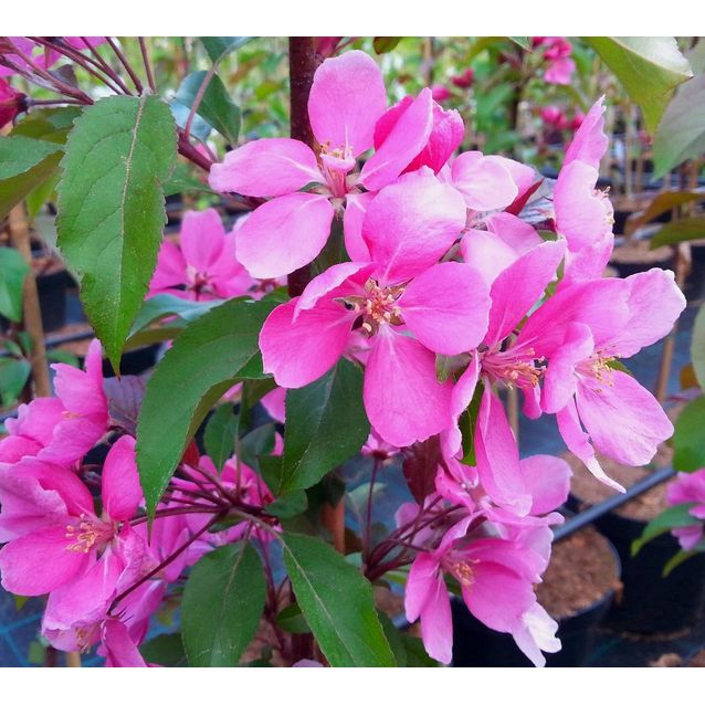 Purppuraomenapuu Malus Maisematukku Wabiscaw 150-200