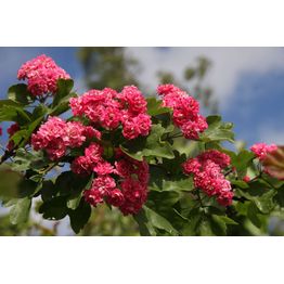 Ruusuorapihlaja Crataegus x media Viheraarni Pauls Scarlet 150-200