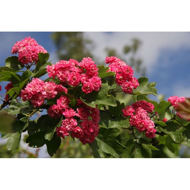 Puusuorapihlaja Crataegus x media Maisematukku Pauls Scarlet 150-200