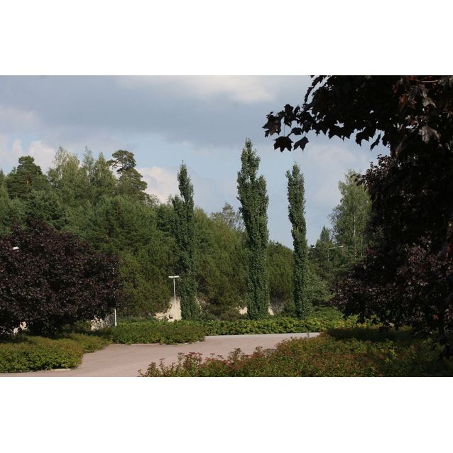 Pylväshaapa Populus tremula Maisematukku Erecta 150-200