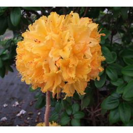 Revontuliatsalea Rhododendron Viheraarni Golden Lights 30-40