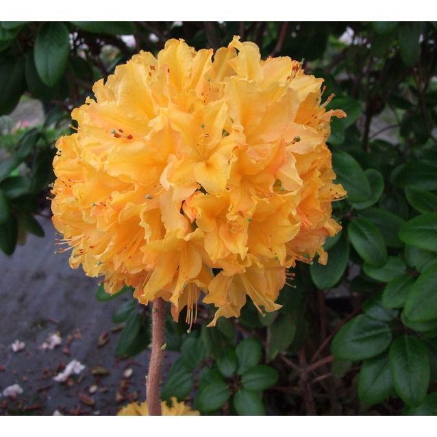 Revontuliatsalea Rhododendron Maisematukku Golden Lights 30-40