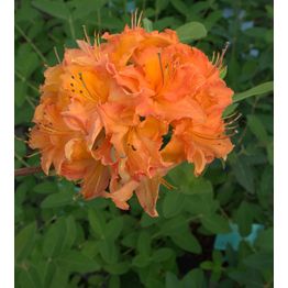 Revontuliatsalea Rhododendron Viheraarni Mandarin Lights 30-40