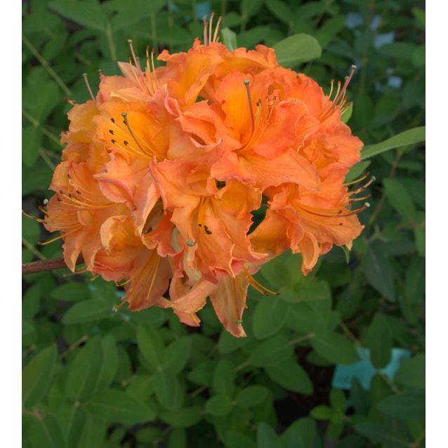 Revontuliatsalea Rhododendron Maisematukku Mandarin Lights 30-40