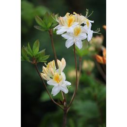 Revontuliatsalea Rhododendron Viheraarni Northern Hi-Lights 30-40