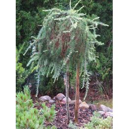 Riippalehtikuusi Larix kaempferi Viheraarni Stiff Weeper