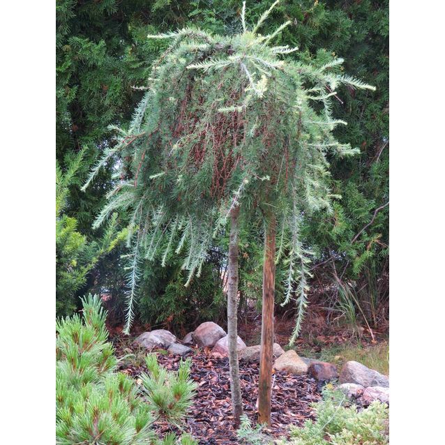 Riippalehtikuusi Larix kaempferi Maisematukku Stiff Weeper