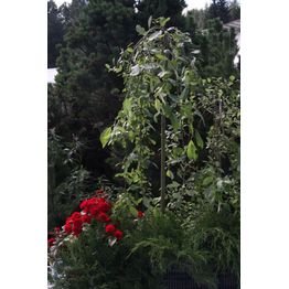 Riipparaita Salix caprea Viheraarni Pendula 120