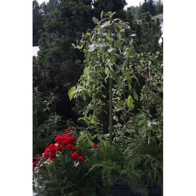 Riipparaita Salix caprea Maisematukku Pendula 120