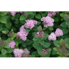 Rinneangervo Spiraea densiflora Viheraarni