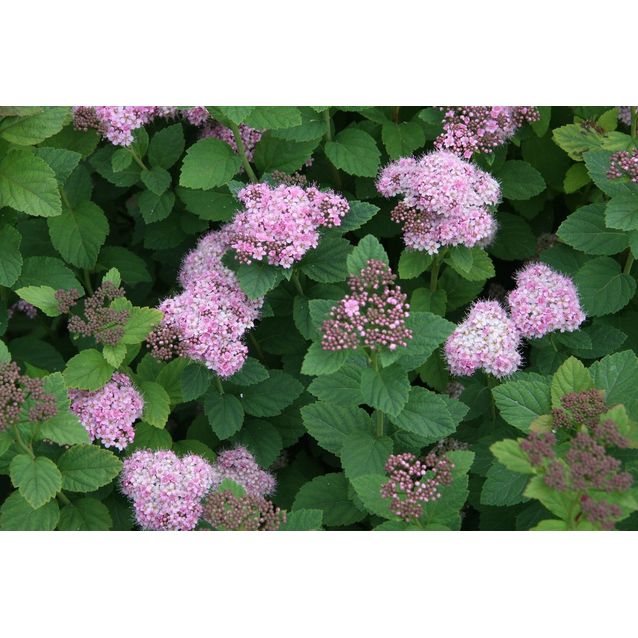 Rinneangervo Spiraea densiflora Maisematukku