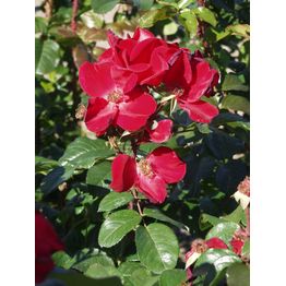 Robusta-ruusu Rosa Viheraarni