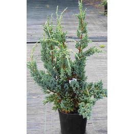 Rohtokataja Juniperus sq. Viheraarni Blue Compact 30-40