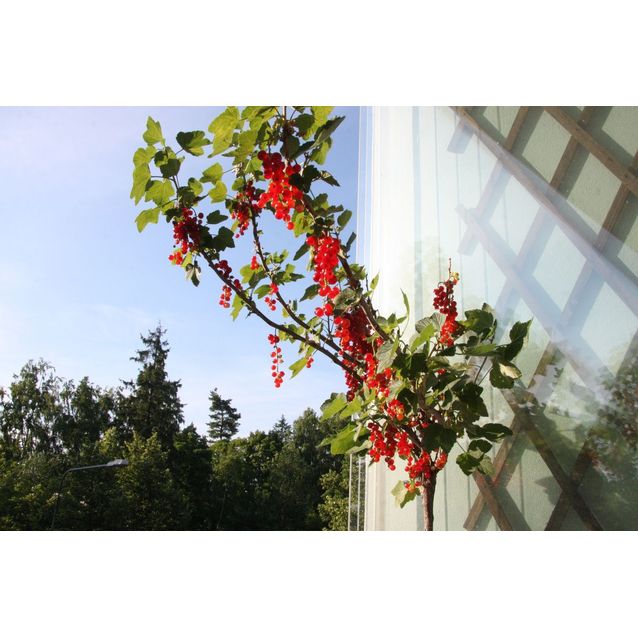 Rungollinen punaherukka Ribes rubrum Maisematukku