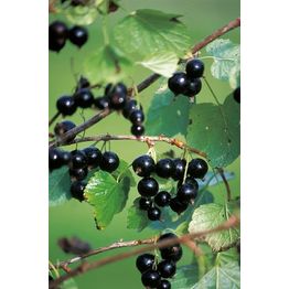 Rungollinen mustaherukka Ribes nigrum Viheraarni