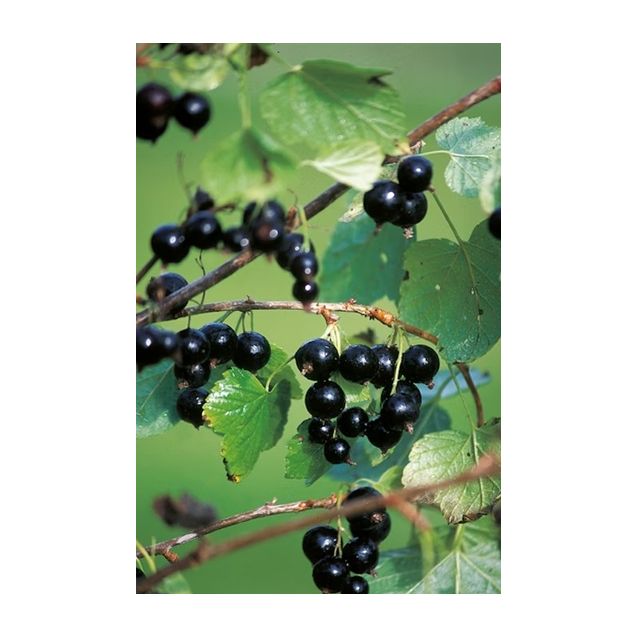 Rungollinen mustaherukka Ribes nigrum Viheraarni