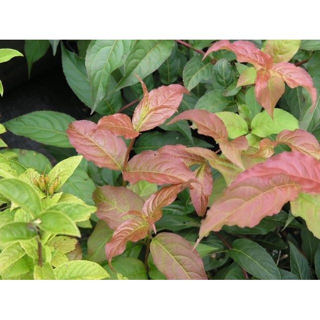 Rusovuohenkuusama Diervilla sessifolia Maisematukku