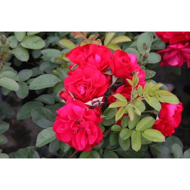 Ruusu Rosa Maisematukku Hansaland