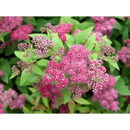 Ruusuangervo Spiraea jap. Viheraarni Froebelii