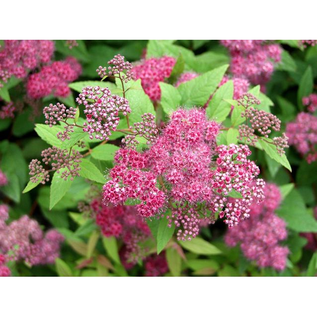 Ruusuangervo Spiraea jap. Maisematukku Froebelii