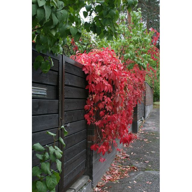 Säleikkövilliviini Parthenocissus inserta Maisematukku