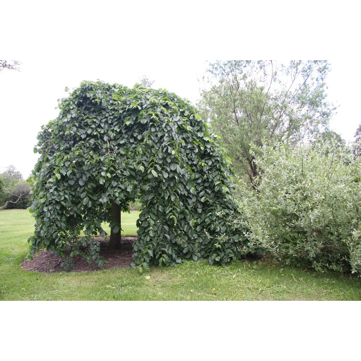 Sateenvarjojalava Ulmus glabra Viheraarni Camperdownii 180