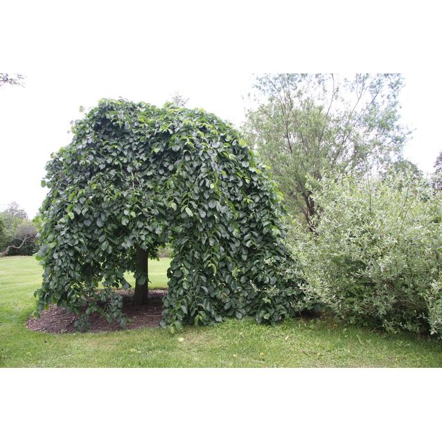 Sateenvarjojalava Ulmus glabra Maisematukku Camperdownii 180