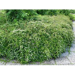 Seppelvarpu Stephanandra incisa Viheraarni Crispa