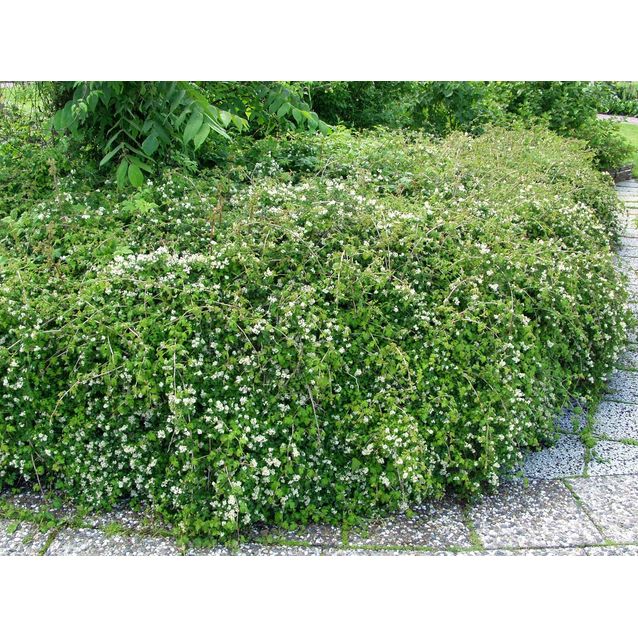 Seppelvarpu Stephanandra incisa Maisematukku Crispa