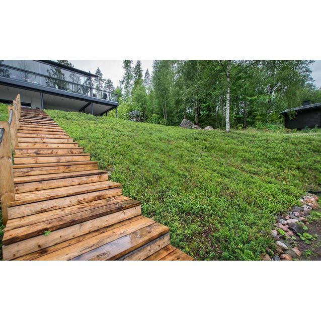 Siirtovarvikko Piiraisen Kuntta