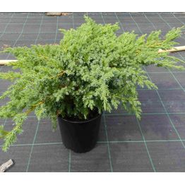 Sinikataja Juniperus sq. Viheraarni Blue Swede 30-40