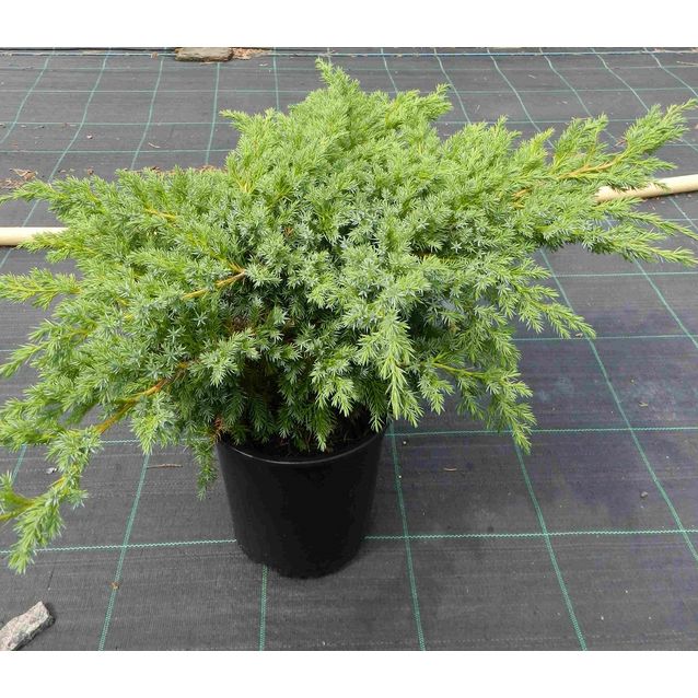 Sinikataja Juniperus sq. Maisematukku Blue Swede 30-40