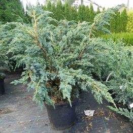 Sinikataja Juniperus sq. Viheraarni Meyeri 30-40