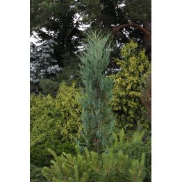 Sinikynäkataja Juniperus virginiana Viheraarni Blue Arrow 100-125