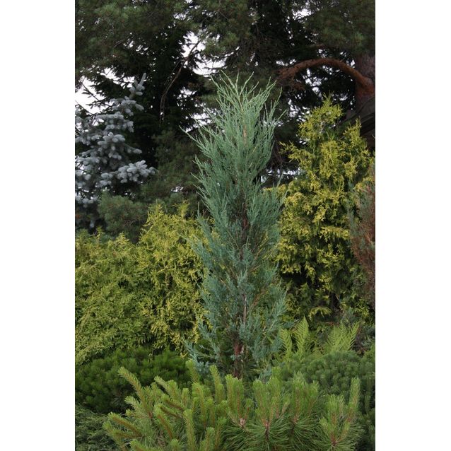 Sinikynäkataja Juniperus virginiana Maisematukku Blue Arrow 100-125