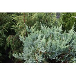 Sinilaakakataja Juniperus hor. Viheraarni Blue Chip 30-40