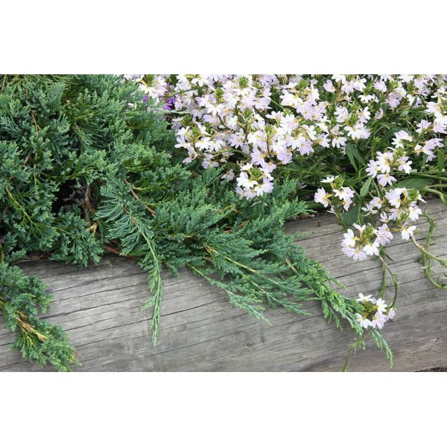 Sinilaakakataja Juniperus hor. Maisematukku Glauca 30-40