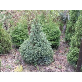 Sininen kartiovalkokuusi Picea glauca Viheraarni Sanders Blue 40-50