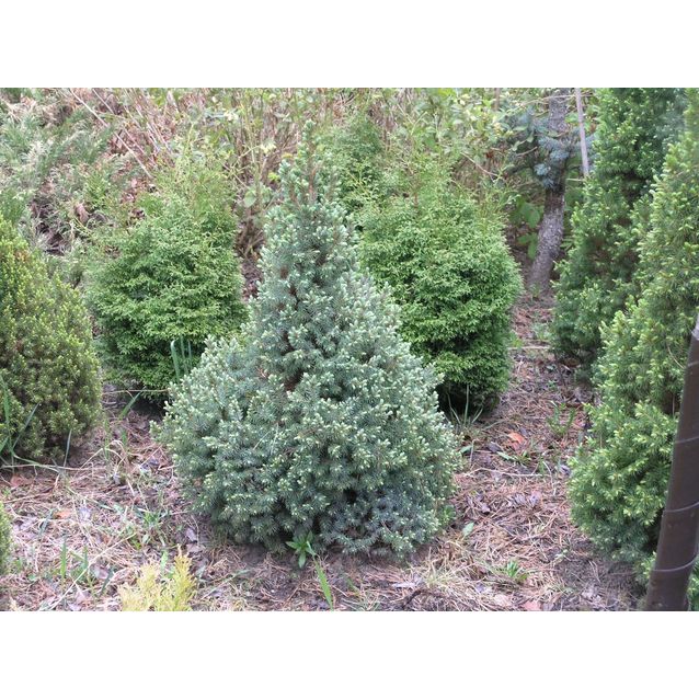 Sininen kartiovalkokuusi Picea glauca Maisematukku Sanders Blue 40-50