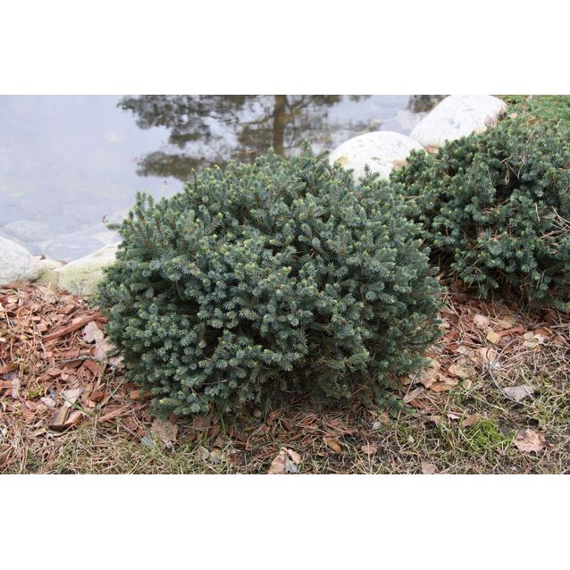 Sinisiilikuusi Picea glauca Maisematukku Echiniformis 25-30