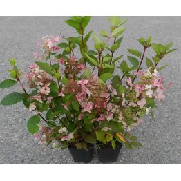 Syyshortensia Hydrangea paniculata Viheraarni Early Sensation