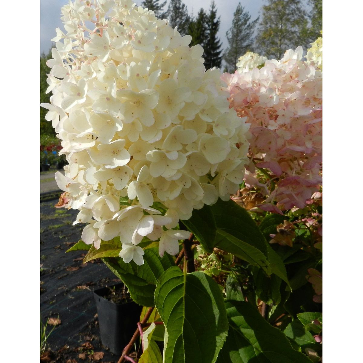 Syyshortensia Hydrangea paniculata Viheraarni Silver Dollar