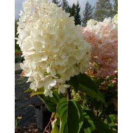 Syyshortensia Hydrangea paniculata Viheraarni Silver Dollar